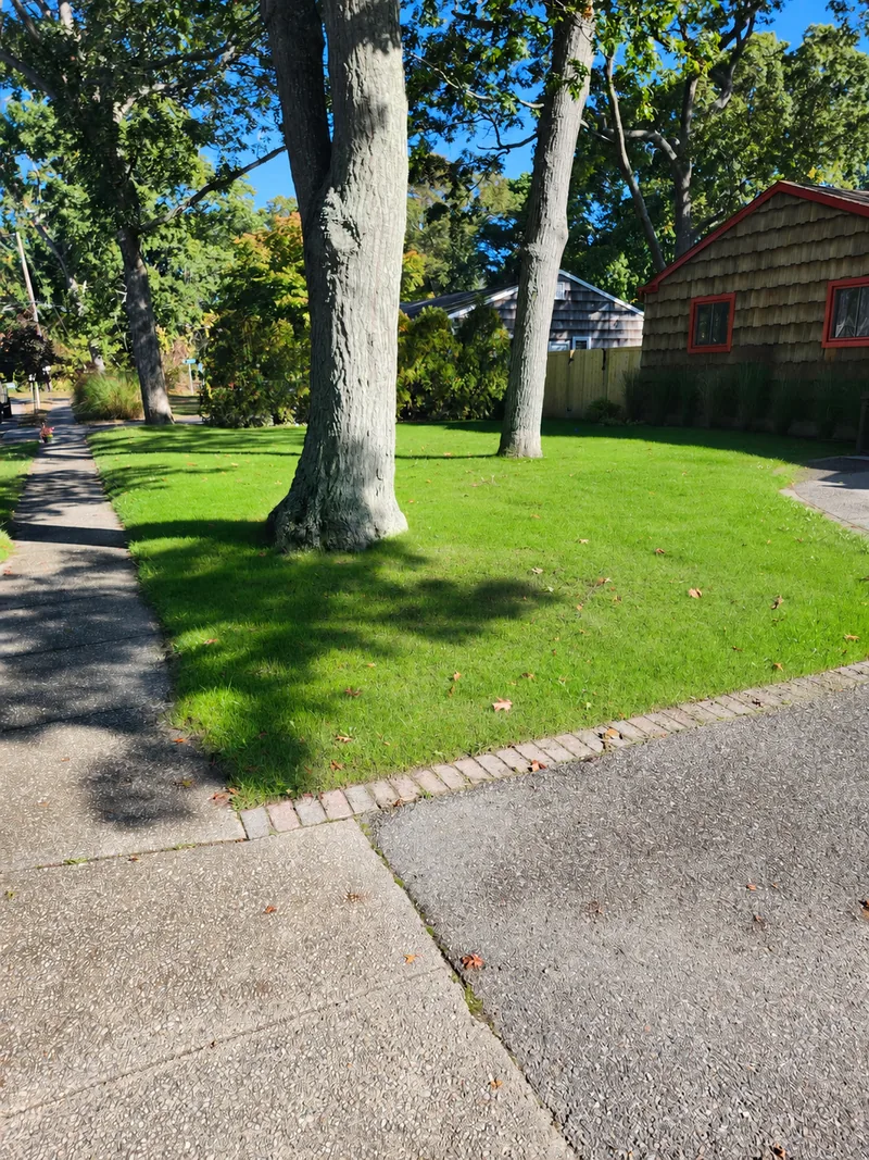 Retouched alternative view of the hydroseeded lawn from the sidewalk, around mature trees.